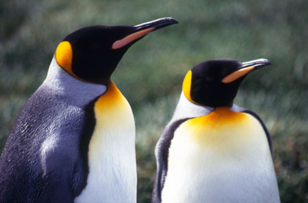 King Penguin